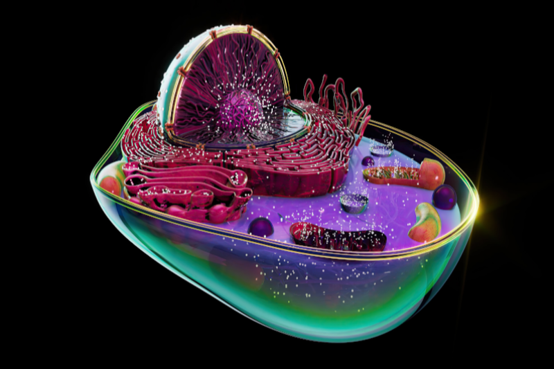 Radiobastides - La Science en questions Les ovocytes