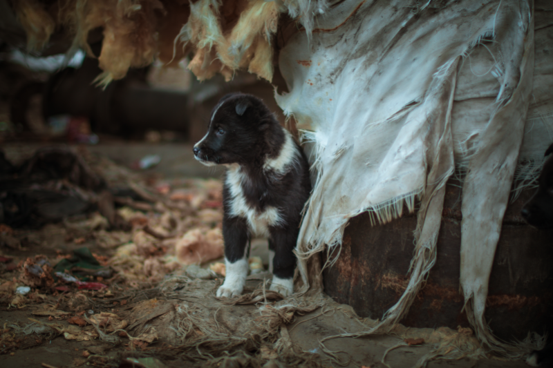 Radiobastides - Initiatives Citoyennes Stop aux abandons d'animaux