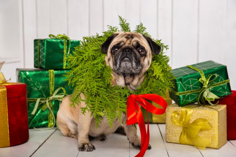 Radiobastides - Initiatives Citoyennes Amandine Sopetti - Un animal cadeau de Noël