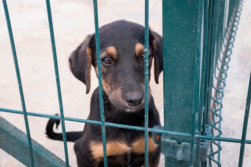 Radiobastides - Initiatives Citoyennes Les abandons d'animaux