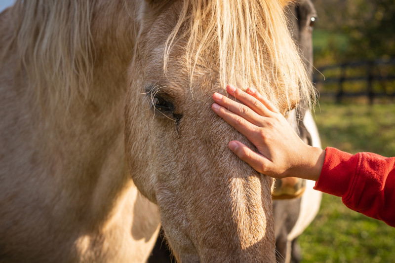 Radiobastides - Initiatives Citoyennes Accueillir un cheval