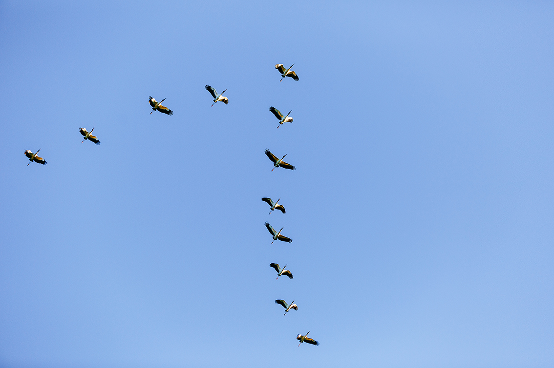 Radiobastides - La Science en questions La migration des oiseaux